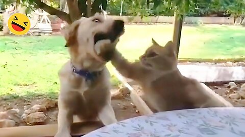 New Funny Animals 😂 Funniest Cats and Dogs Videos 😺🐶 Part 119