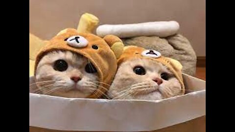 Baby Cats - Cute Funny Cat Videos Cute Cats Compilation #01 | Cute Animals