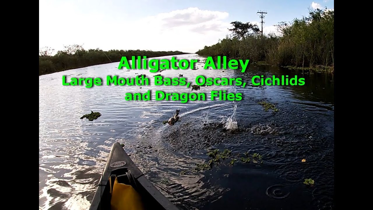 2021 02 Florida LMB, Oscars, and Dragon Flies - Alligator Alley