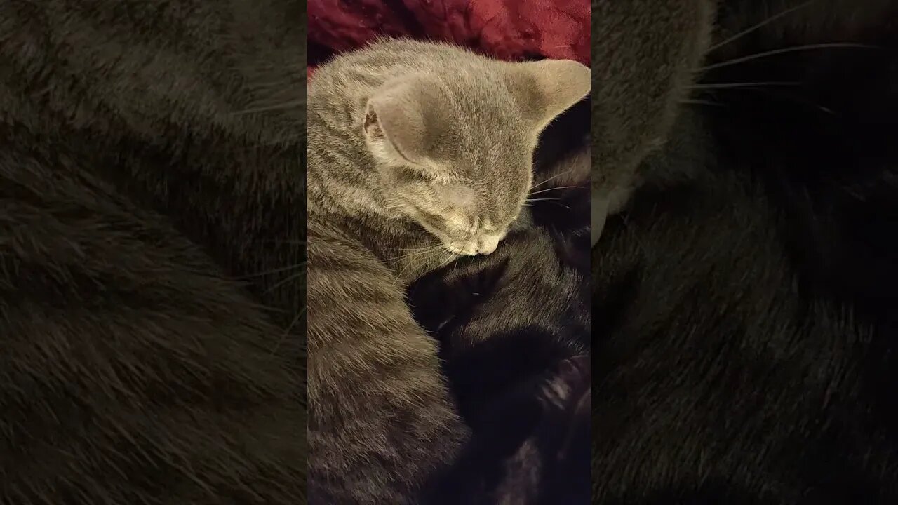 Kittens asleep on my lap