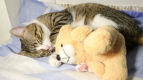 Cat Loves His Teddy Bear So Much