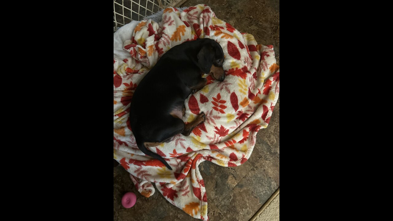 Half-Paralyzed Doxie trys coodeo vest
