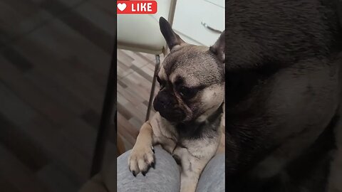 Ollie English bulldog and Yoda arguing