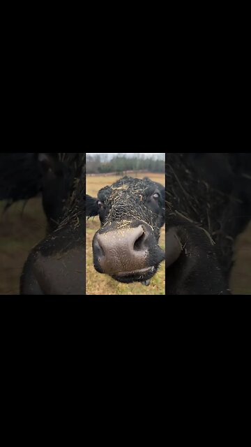 Who wants cow kisses? #shorts