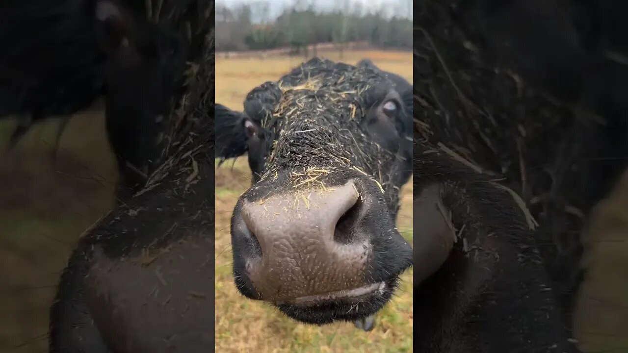 Who wants cow kisses? #shorts
