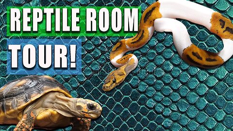 Reptile Room Tour