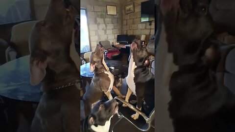 9 Dogs Singing Along