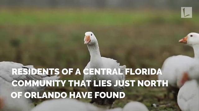 Grumpy Goose Breaks Windows, Terrorizes Children. But Neighborhood Knows Why He’s So Angry