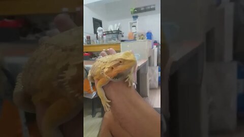 what reptile is this?