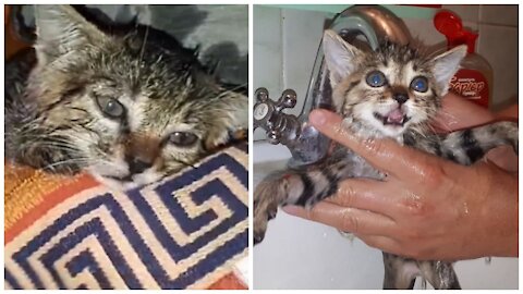 Kitten does not want to bath and meows loudly...
