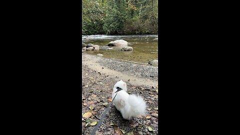 Curious Cat on a River Adventure