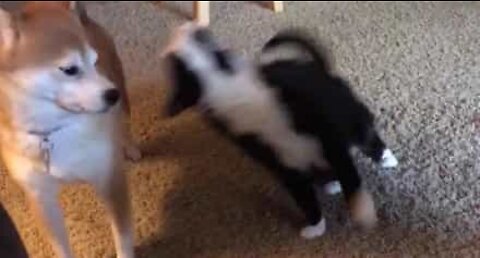 Cat tests limits of friendship with dog!