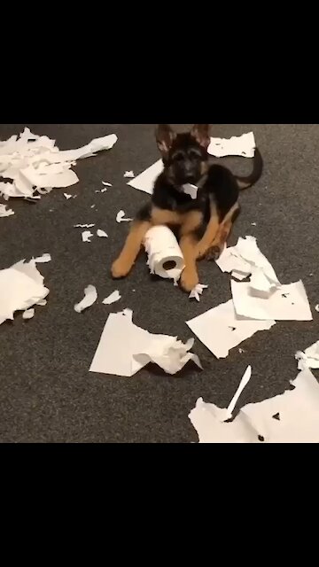 German Shepherd puppy makes huge mess