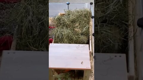 Guinea pigs discussion and the hay box