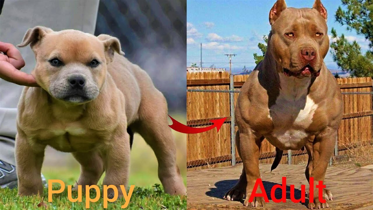 Dogs Grow Up - i'm a big kid now Baby to Adult Dogs