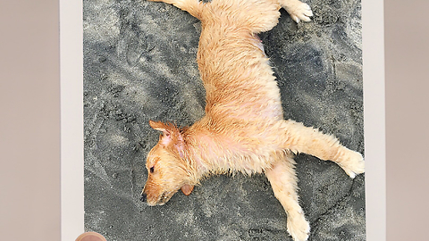 Puppy’s first time going to the beach