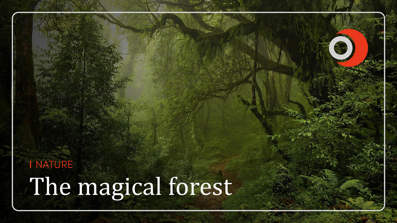 Nature | The magical forest