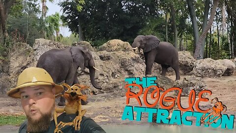 Live Disney's Animal Kingdom | Post Holiday Crowds Gone?