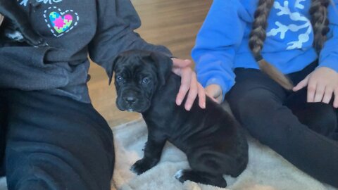 Our Cane Corso puppy 8 weeks old