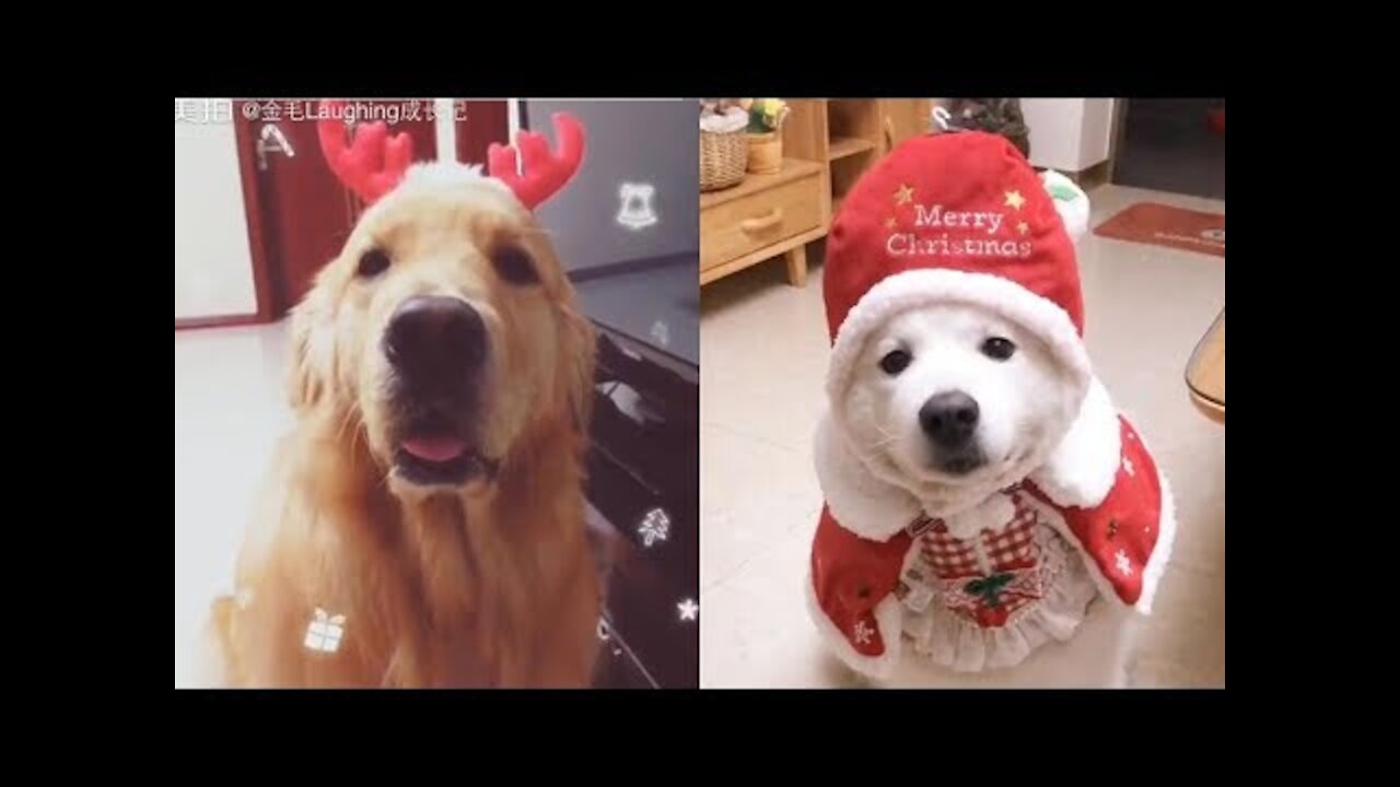 Cute Dogs and Cats Love Christmas _ Funny Cats and Dogs Videos Compilation #12