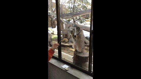 Pallas’ Cats (Manuls) Bor and Polly’s Snack Time