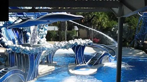 Bob, the Andean Condor at Sea World Orlando