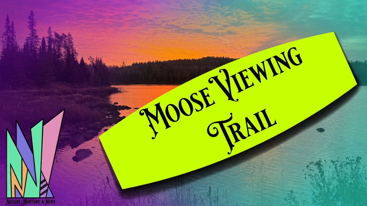 Moose Viewing Trail in Northern Minnesota