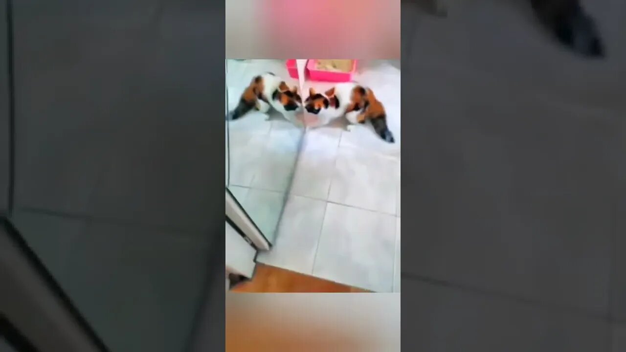 #animalsfunnyvideo, #animalsfunny, animals funny moments, #animalsfunny