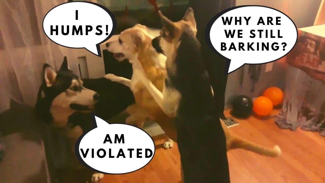 Dog Sleepover | Argument Ensues + Stealing Snacks
