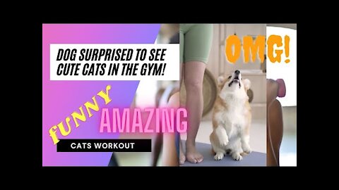 Dog surprised to see many cute cats in the gym #shorts