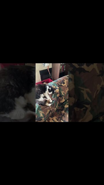 Shop cat Chronicles, pets are weird. #Shorts #ShopCat #Pets￼