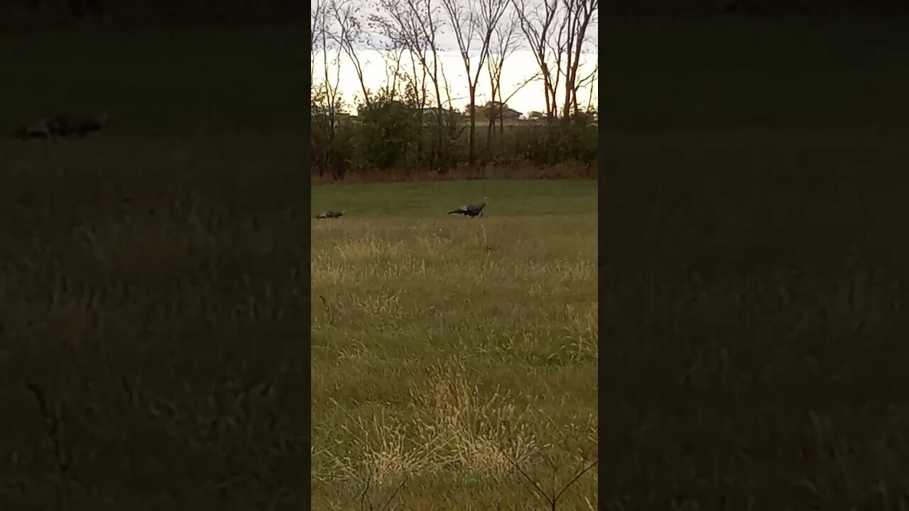Wild Turkeys