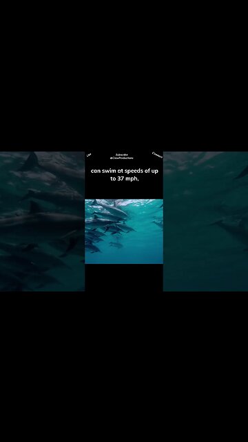 Dolphins are incredible swimmers and can reach impressive speeds #dolphin #shorts