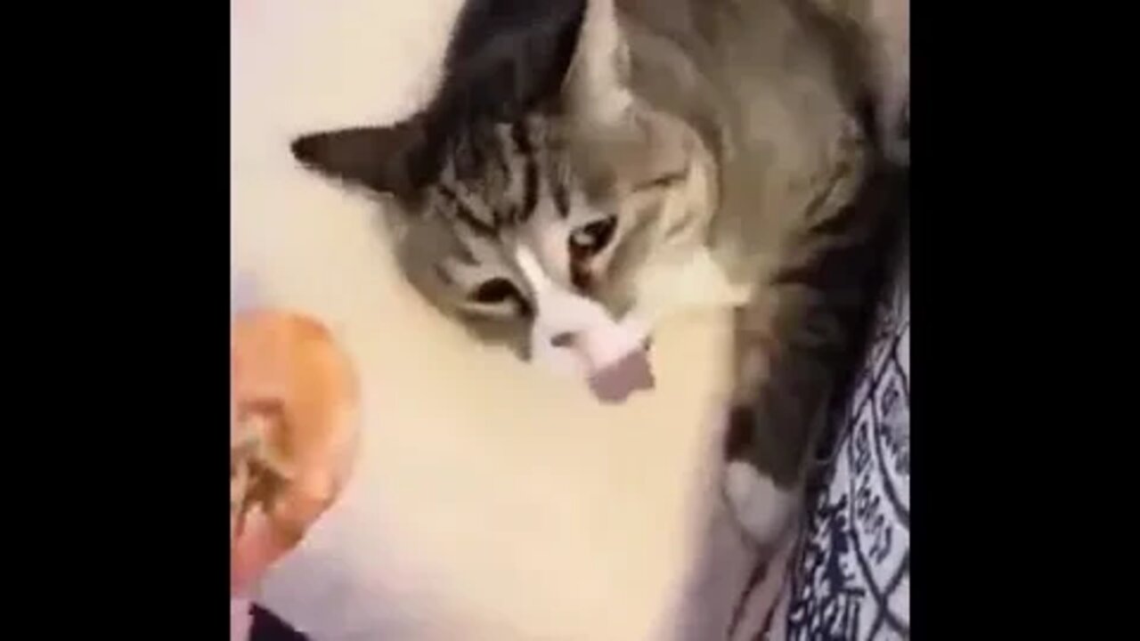 Existem dois tipos de gatos