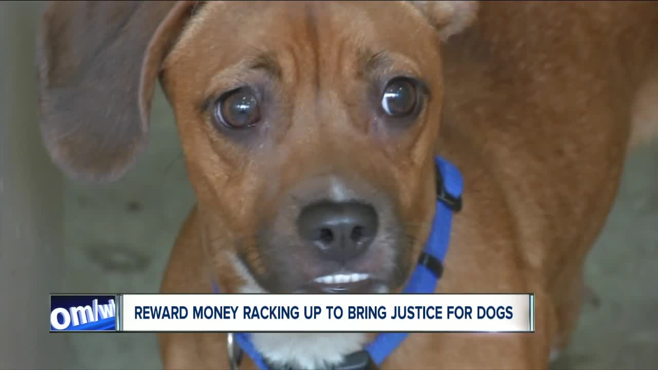 Woman pledges $5,000+ for a reward for information on the Wilson Road animal abuse case in Lockport