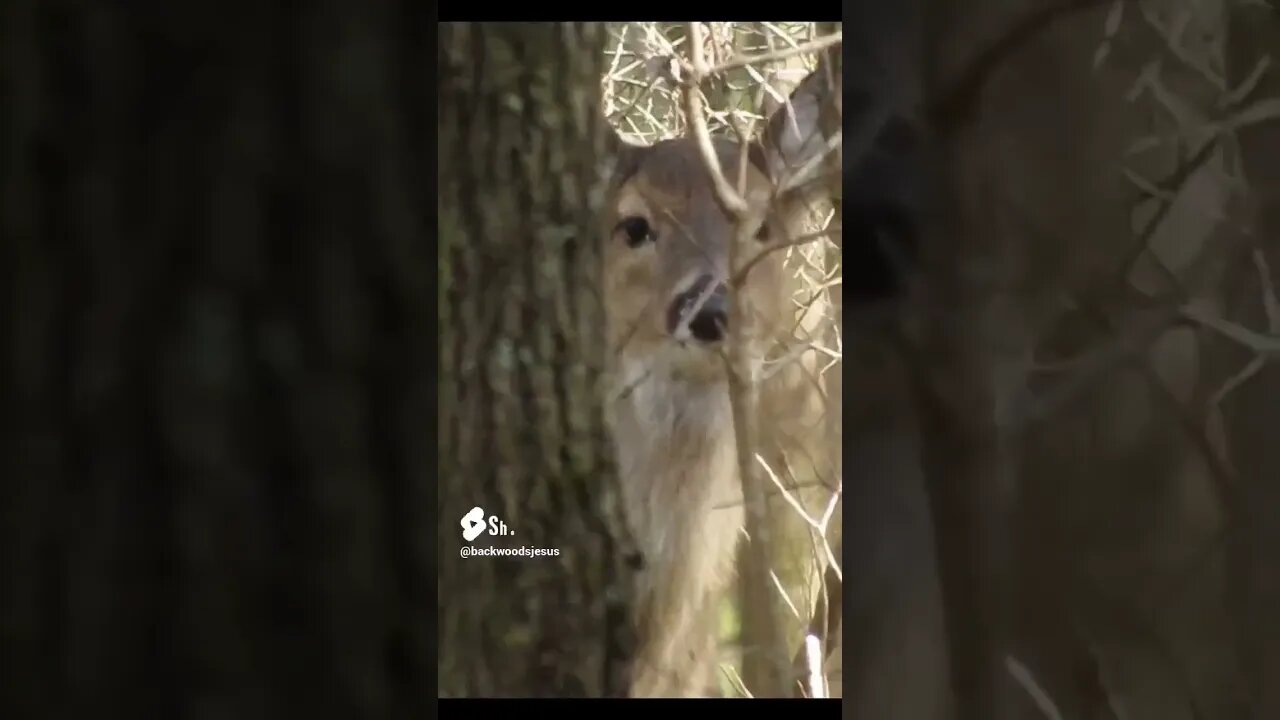 Deer peeking around a tree