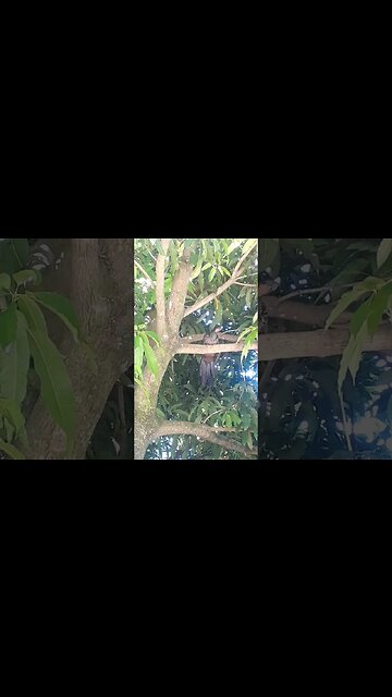 Jacu na árvores Jacuaçu