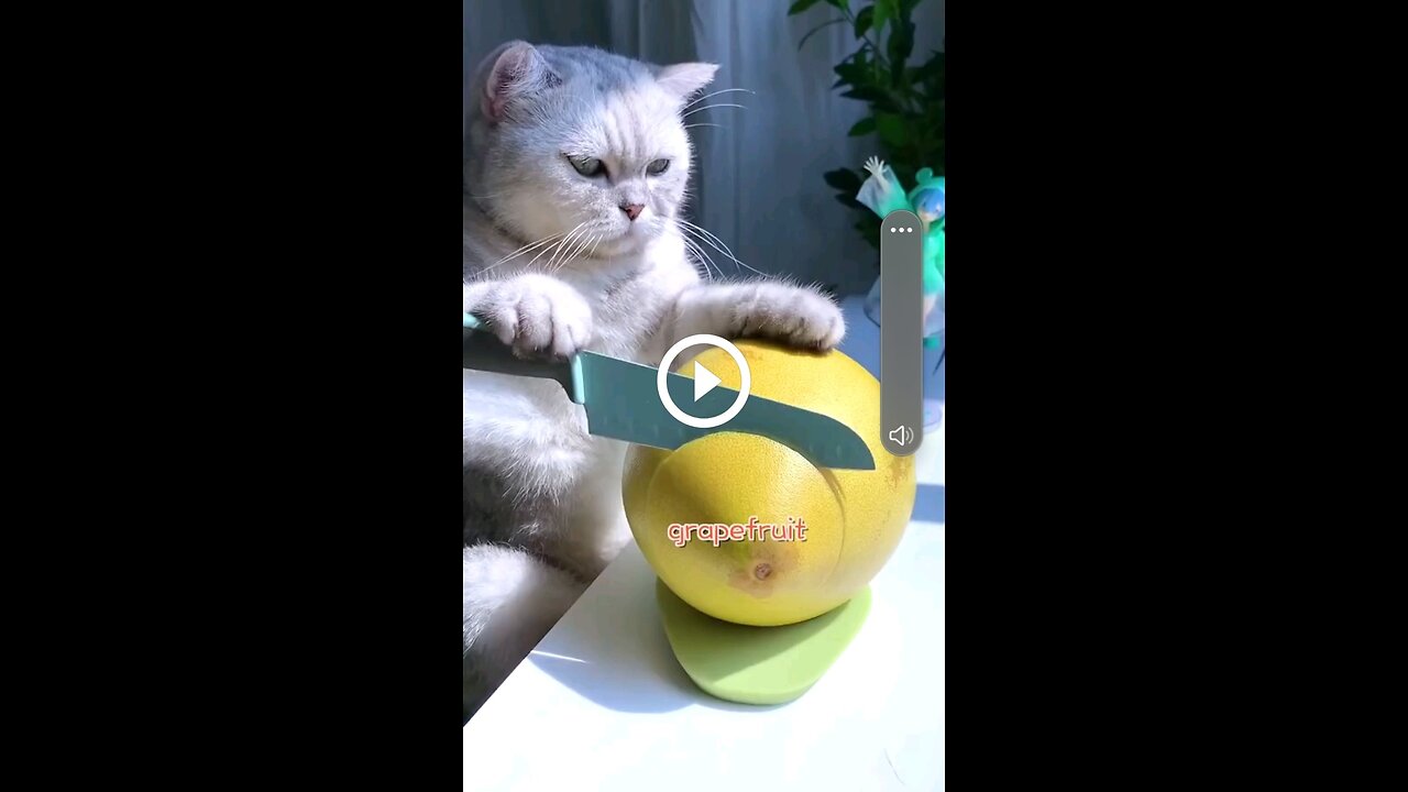 Cute and Funny Cat Videos to Keep You Smiling! 🐱