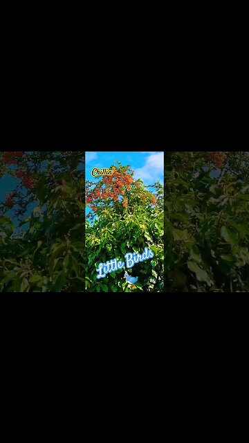 Little Birds 🐦 #littebirds #wildlife #birdwatching #birdwatchinguk #birdsounds #chaffinch