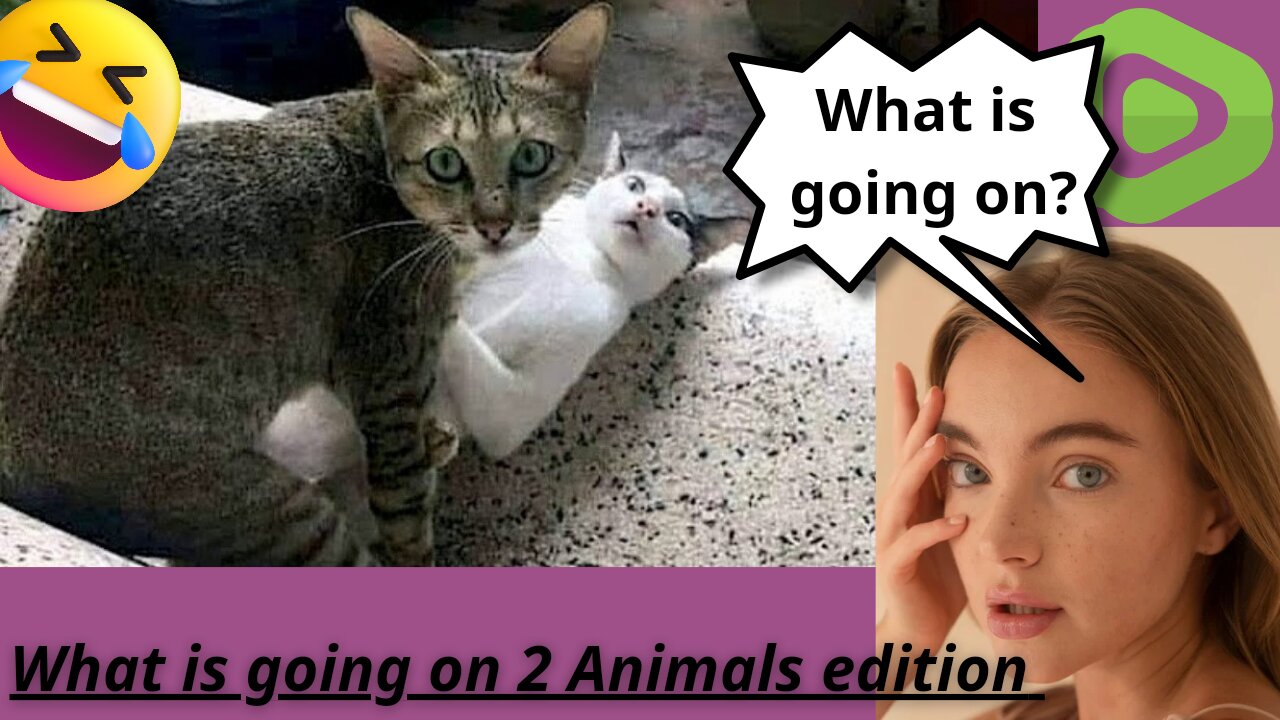 What Is Going On 2 Animals Edition