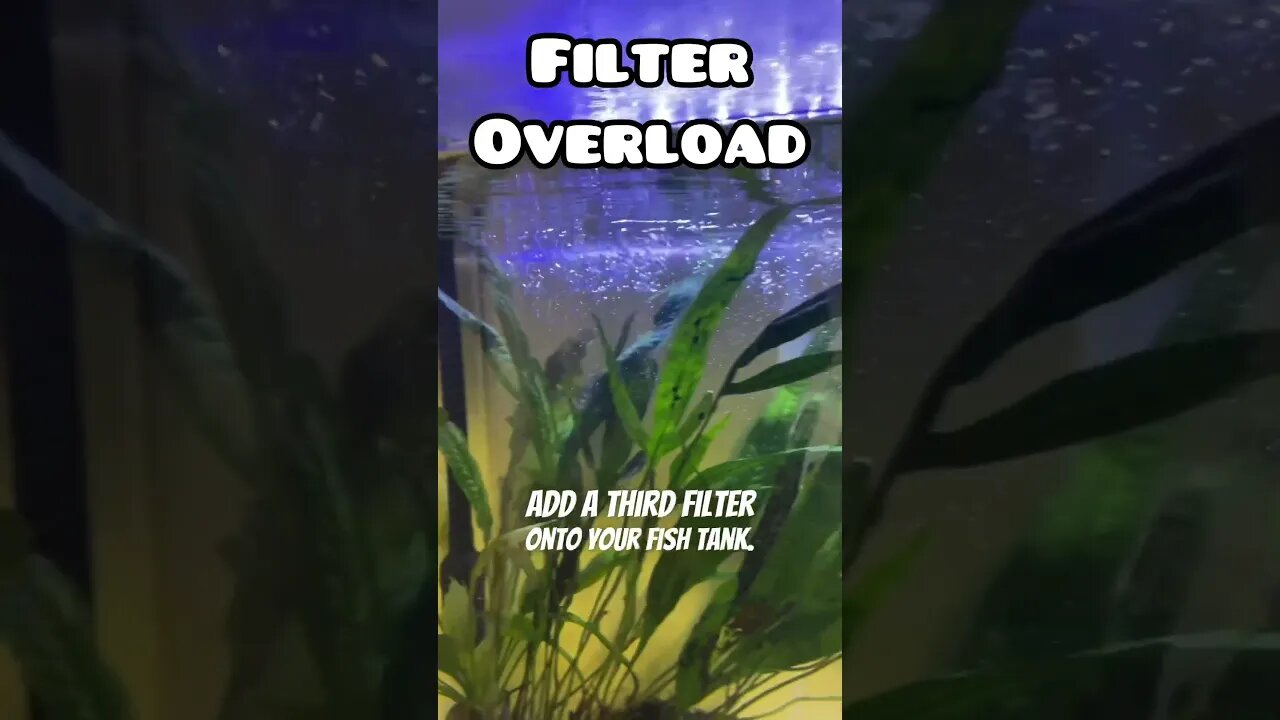FILTER OVERLOAD - HAPPY FISH 😃 #fancygoldfish #fishtank #oranda #ranchugoldfish #goldfishtank