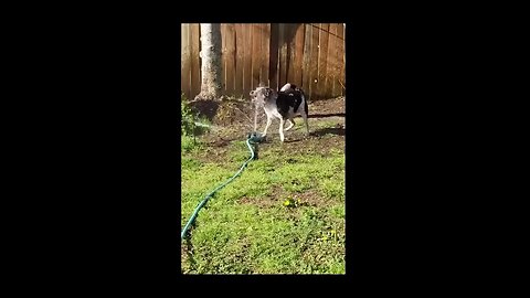 BEST FUNNY ANIMALS FAILS COMPILATION #1 😹🐈🐕😂🤣