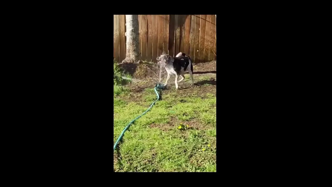 BEST FUNNY ANIMALS FAILS COMPILATION #1 😹🐈🐕😂🤣
