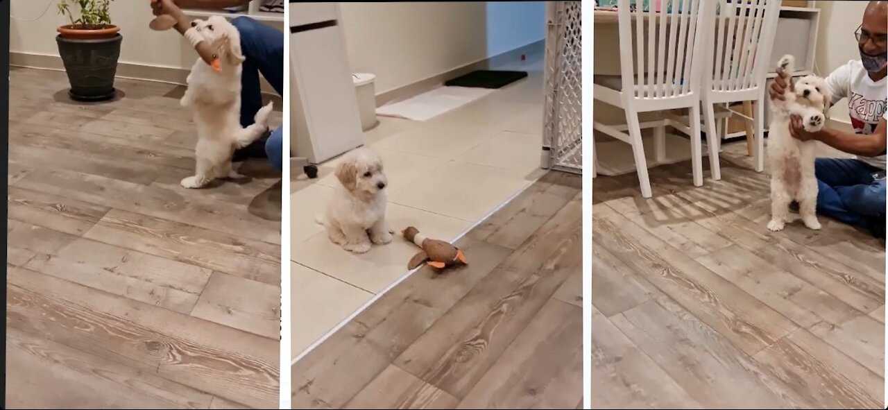 He is a cute little dog who loves to play with a trainer