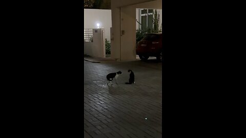 The big cat fight