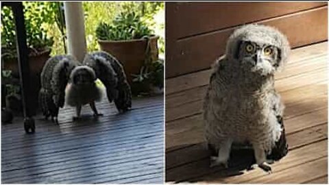 Funny young owl thinks it's scary!