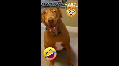 #1 Funniest Pets and Animals Videos 🐶🐱🐷 #reels #cute #pets #funny