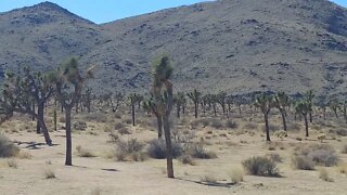 Among the Joshua Trees