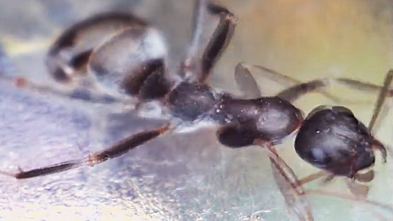 Dancing black ants