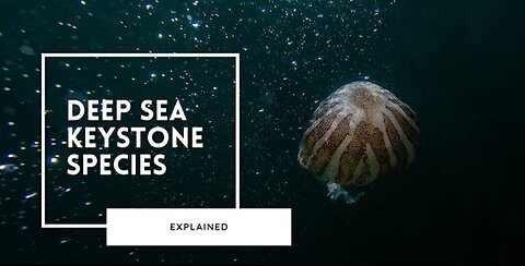 Keystone Species of the Deep Sea 4K HD